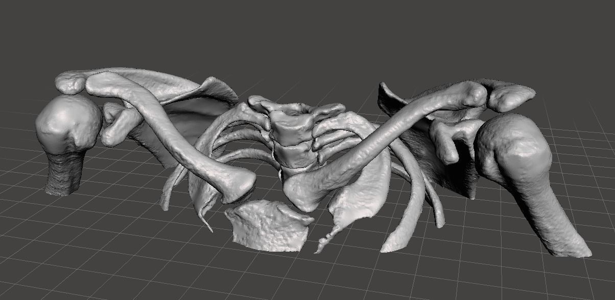 Upper Chest Bones - female 3D model_3