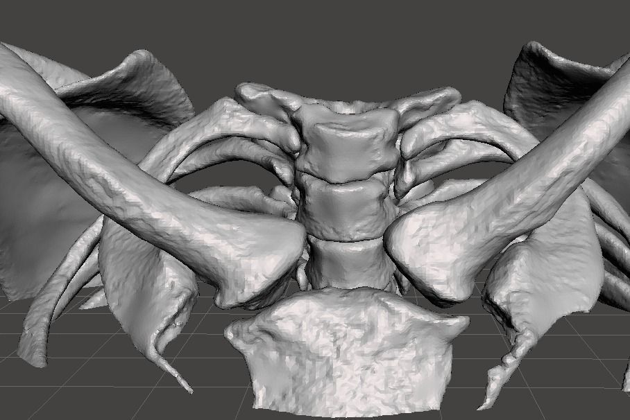 Upper Chest Bones - female 3D model_7