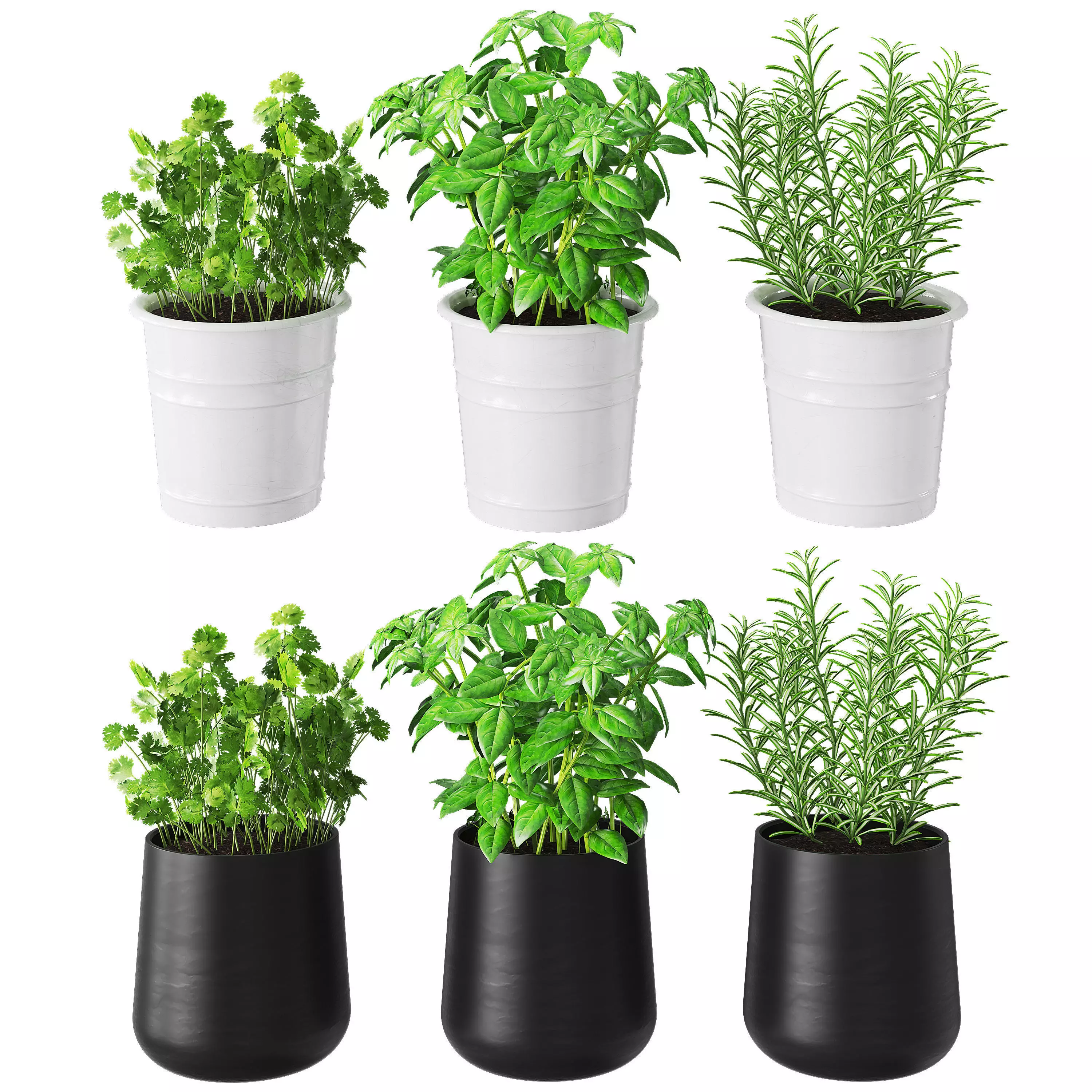 Kitchen herbs 3D model