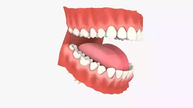 Mouth Teeth Set Adult