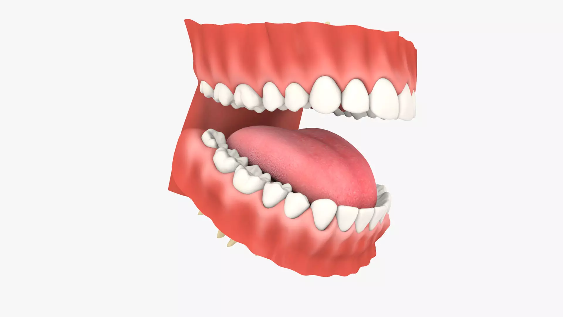 Mouth Teeth Set Adult Low-poly 3D model
