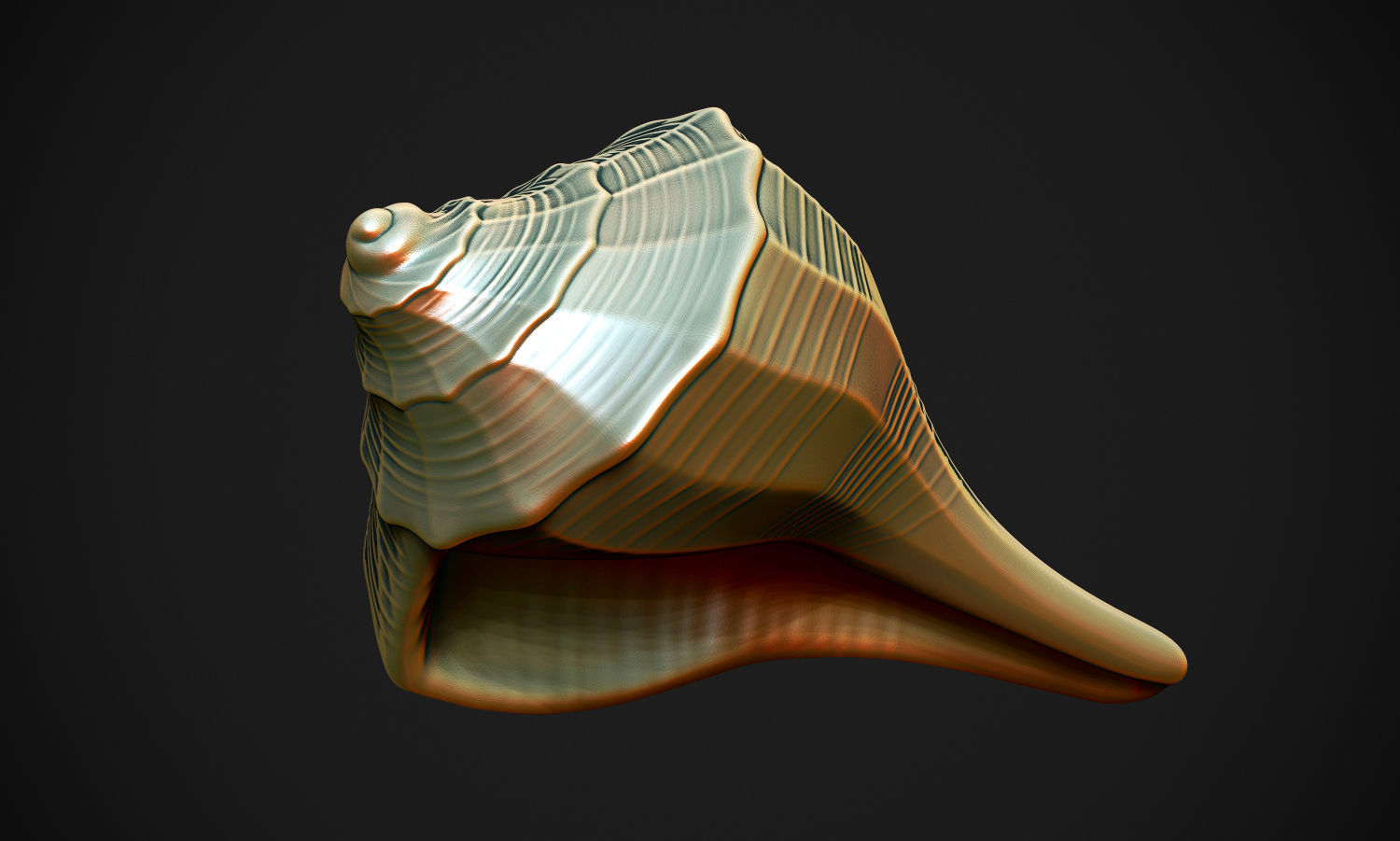 Shell sea 3D print model_2