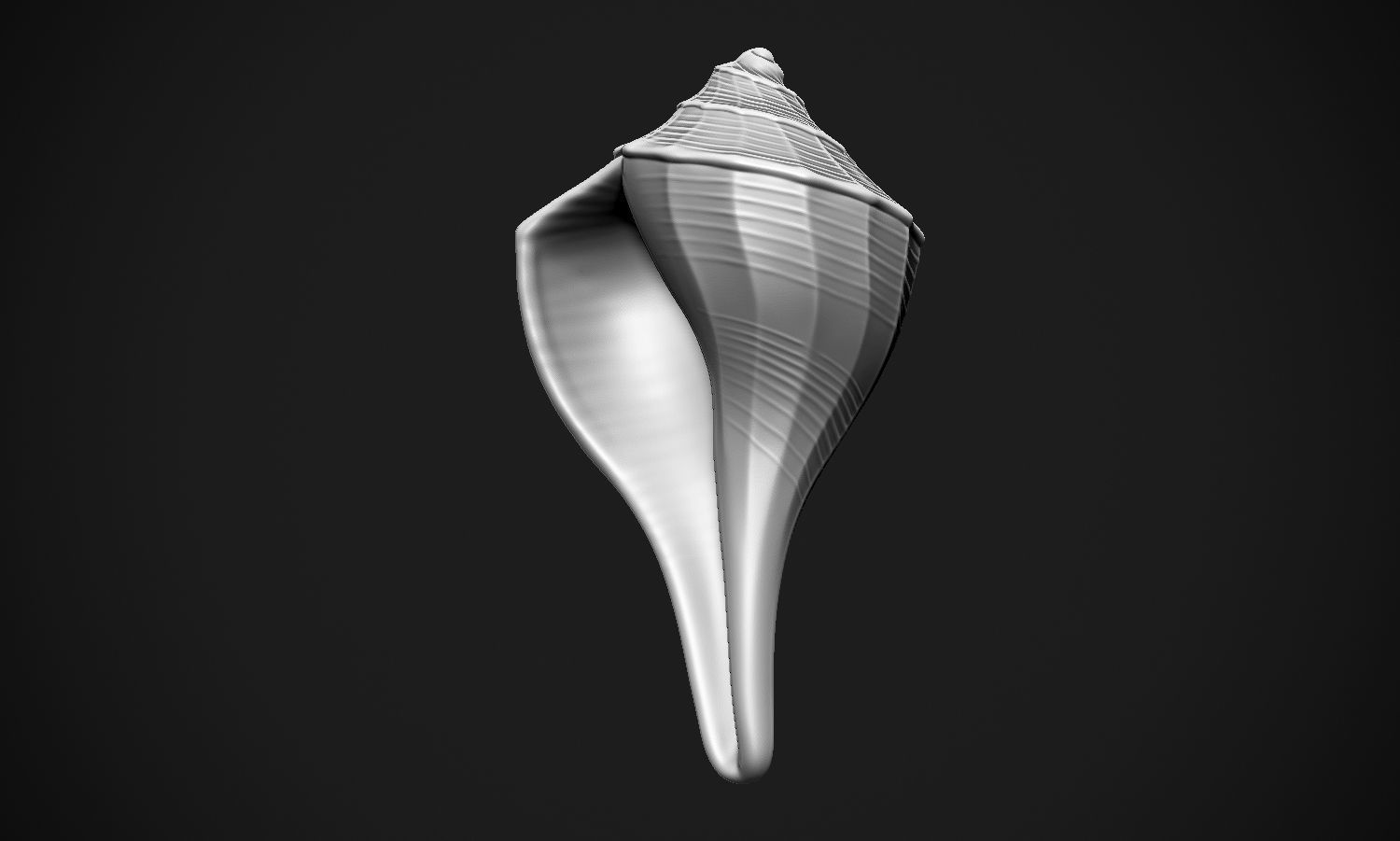 Shell sea 3D print model_9