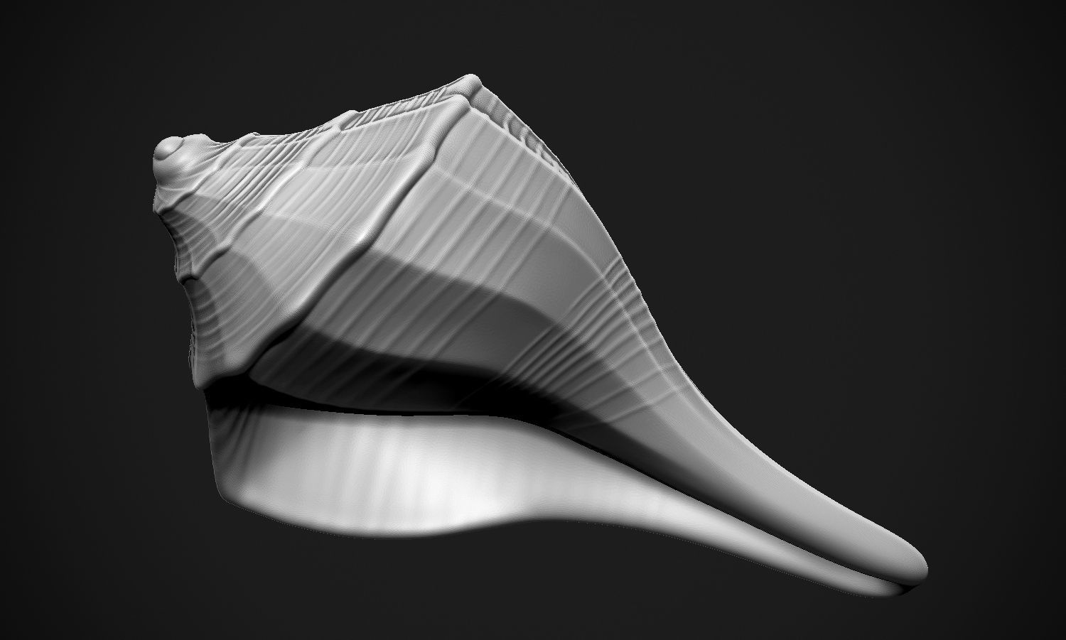 Shell sea 3D print model_4