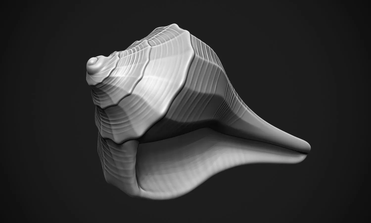Shell sea 3D print model_0