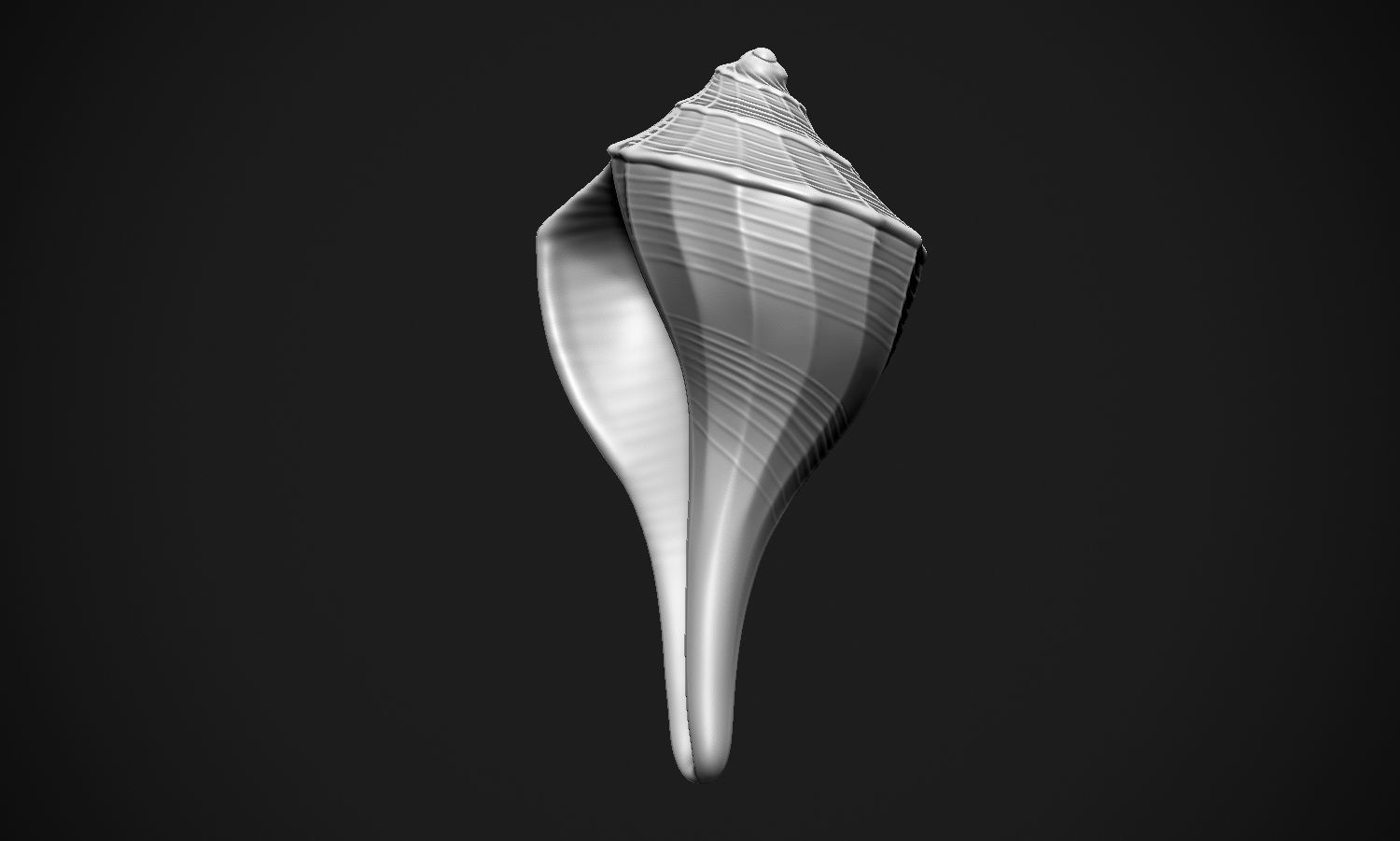 Shell sea 3D print model_23