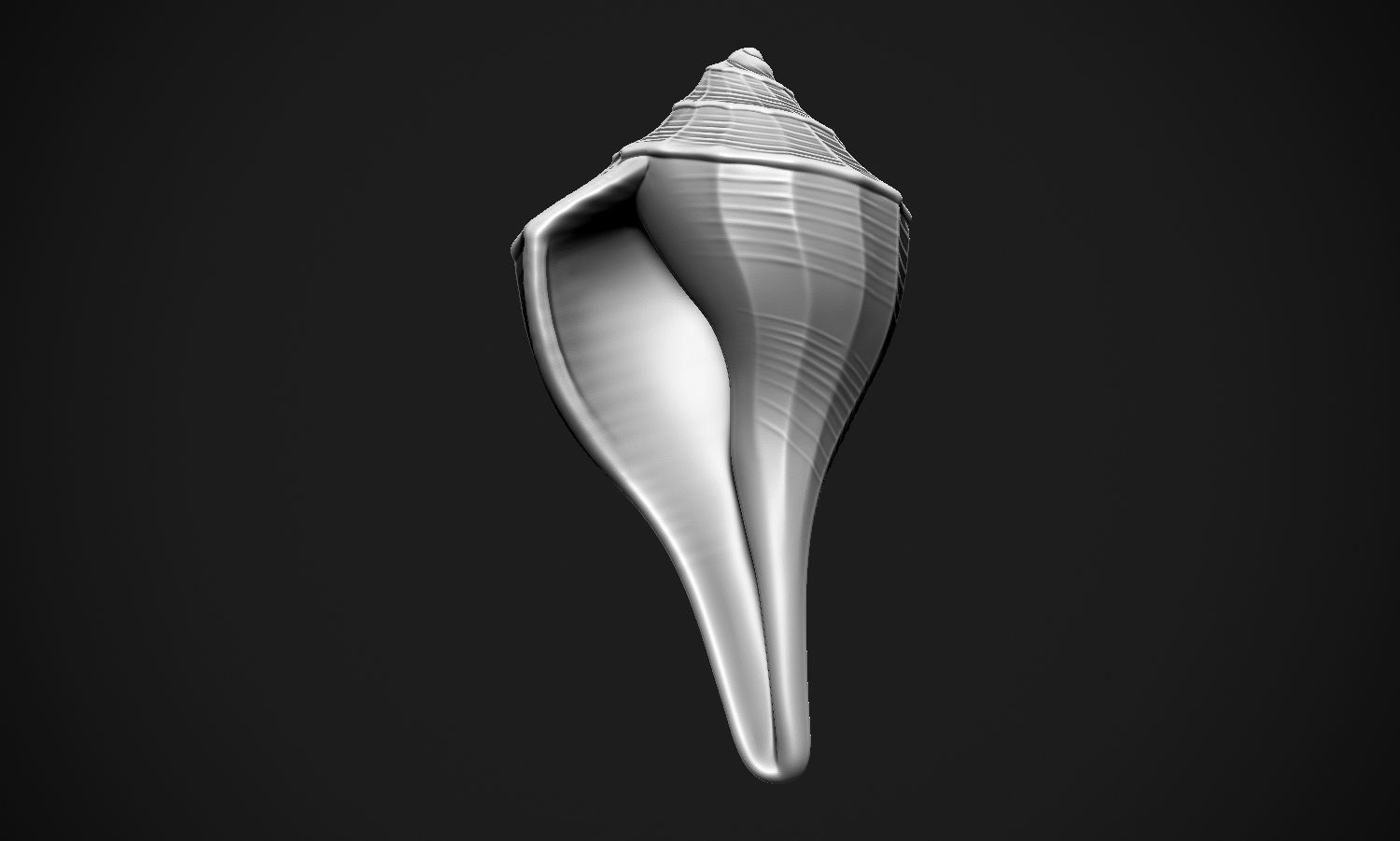 Shell sea 3D print model_10