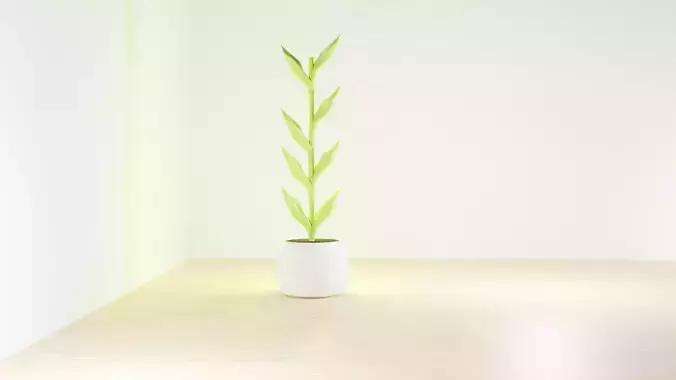 plant in vase
