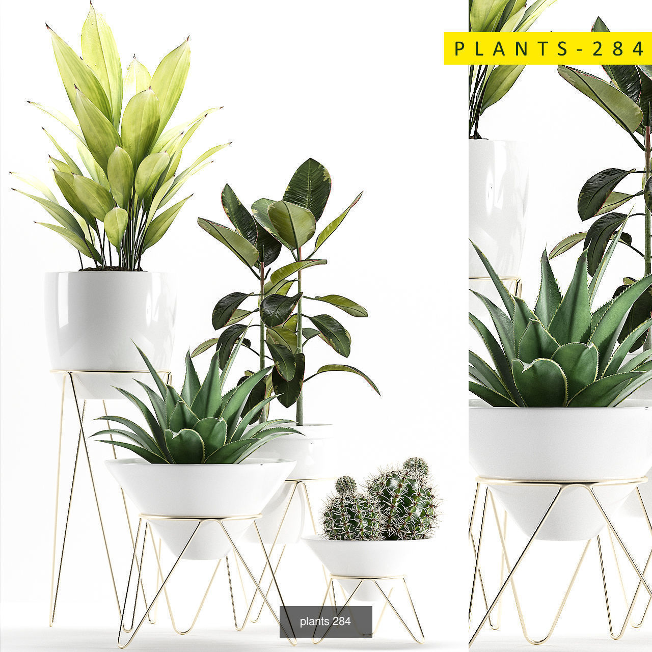 plants collection 5 potted _3