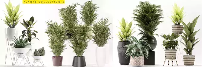 plants collection 5 potted 