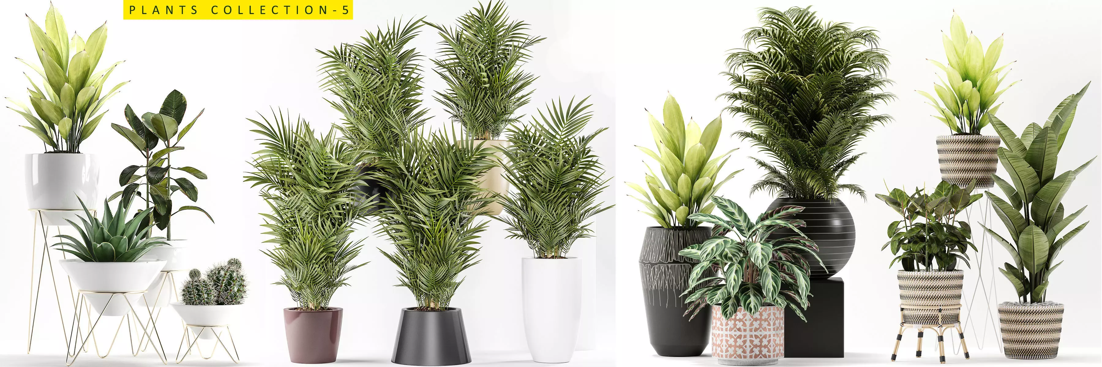 plants collection 5 potted _0