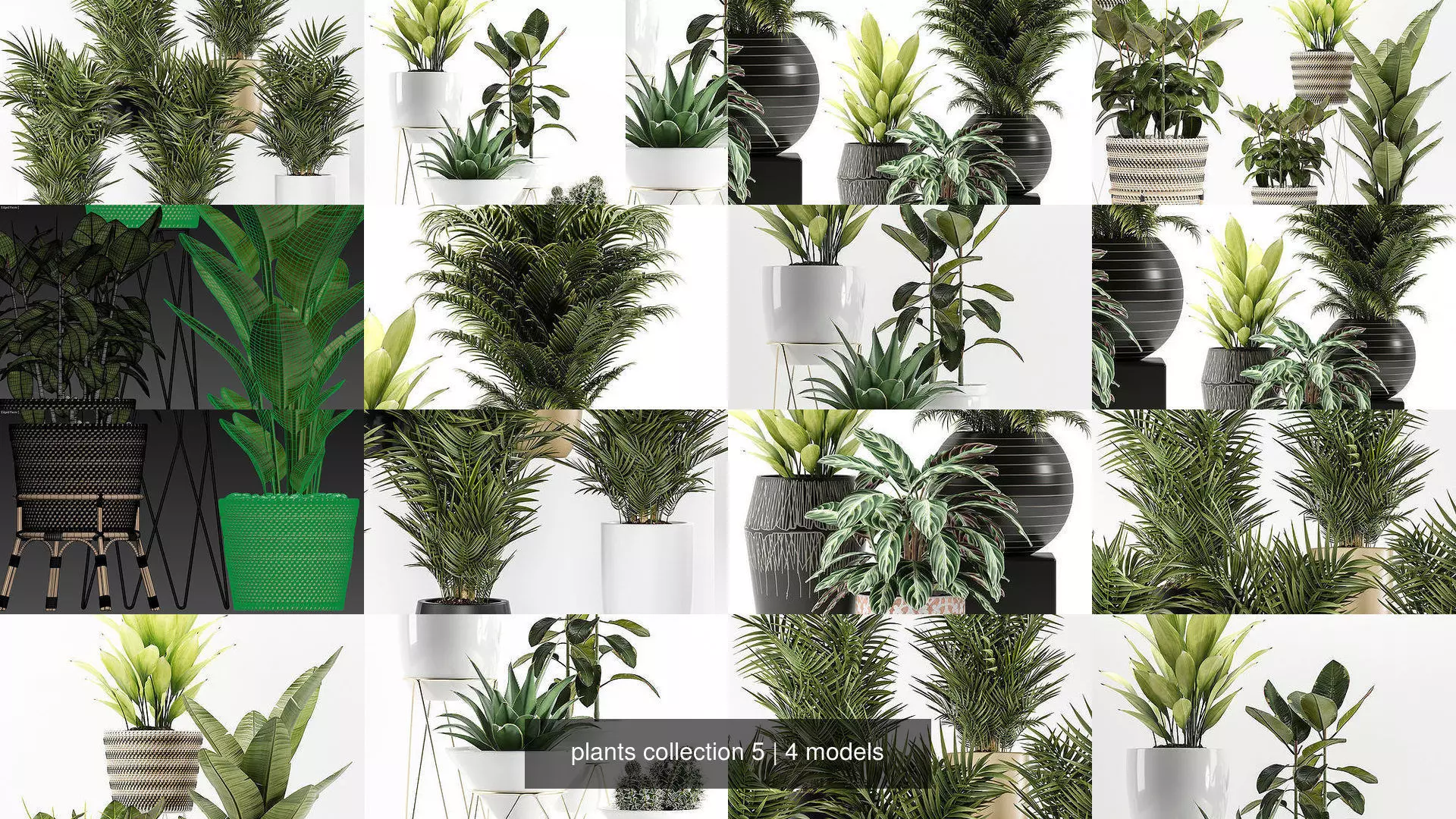 plants collection 5 potted _1