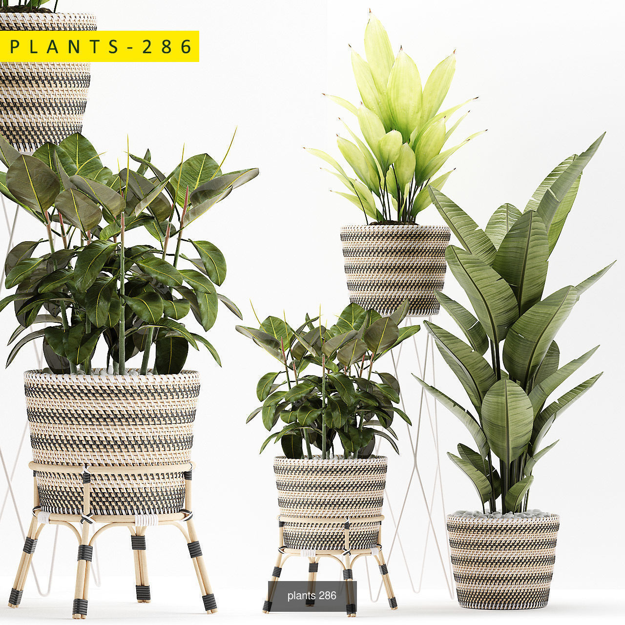 plants collection 5 potted _5