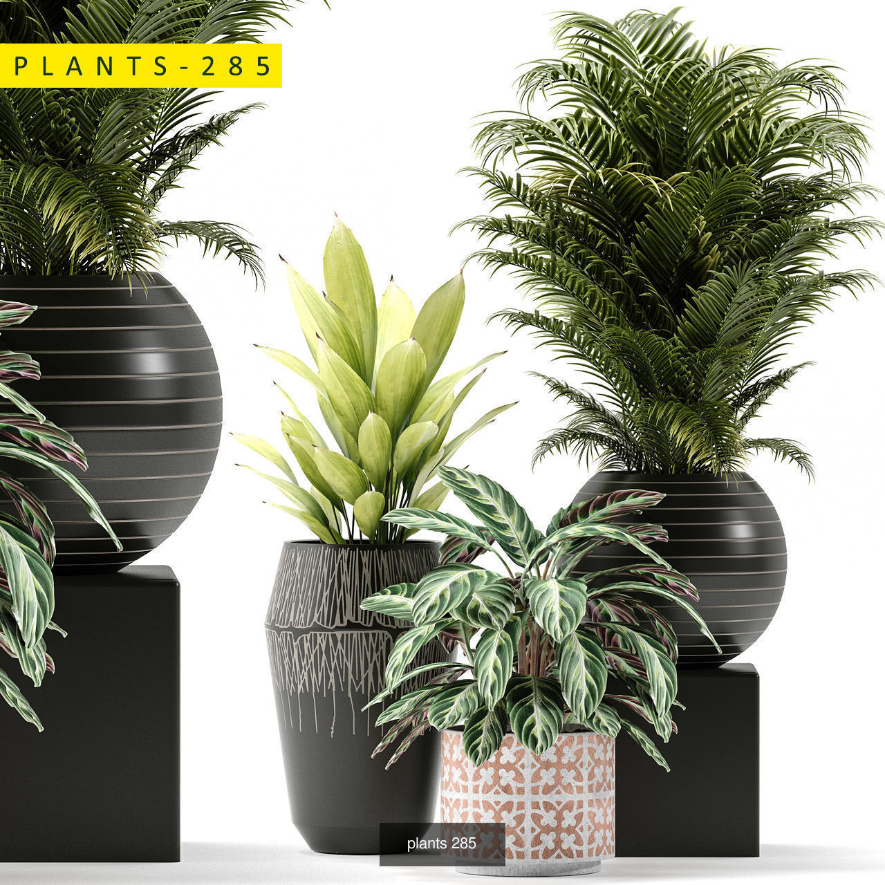 plants collection 5 potted _4