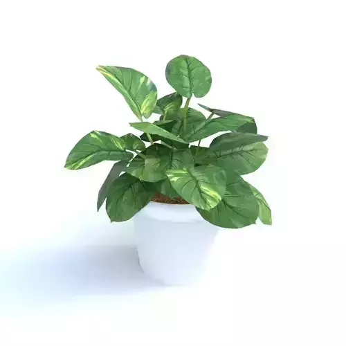 golden pothos plant