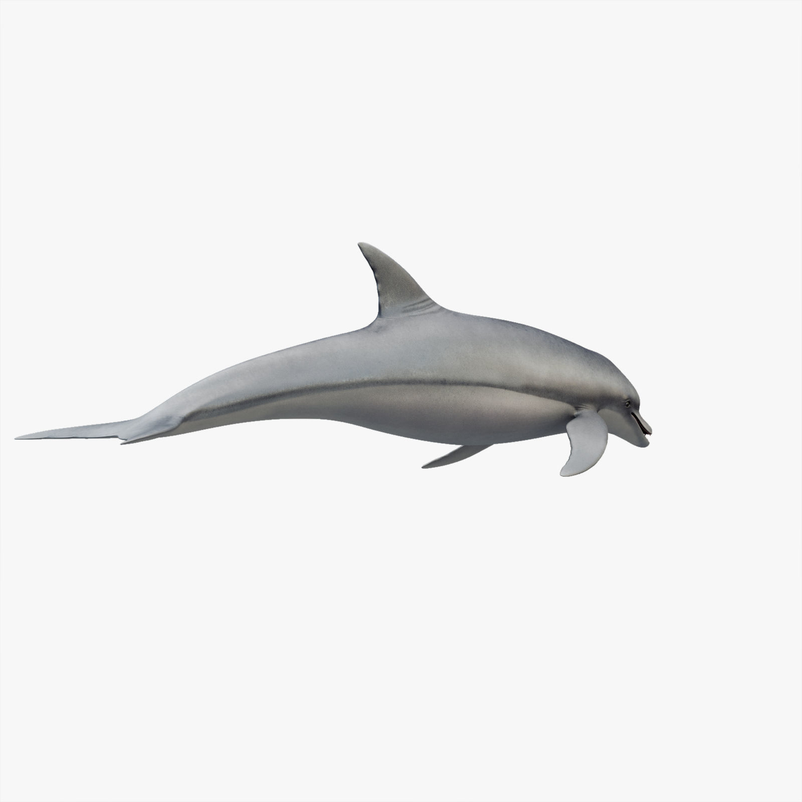 Set of Sea Animals Animated 8K Low-poly 3D model_24