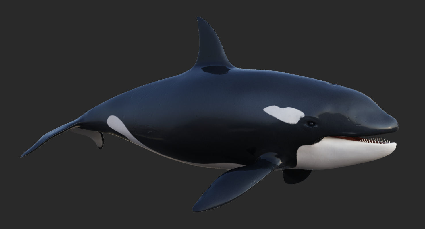 Set of Sea Animals Animated 8K Low-poly 3D model_54