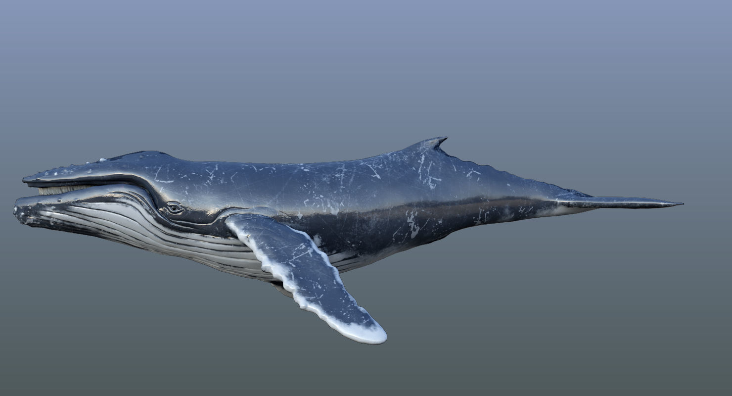 Set of Sea Animals Animated 8K Low-poly 3D model_45