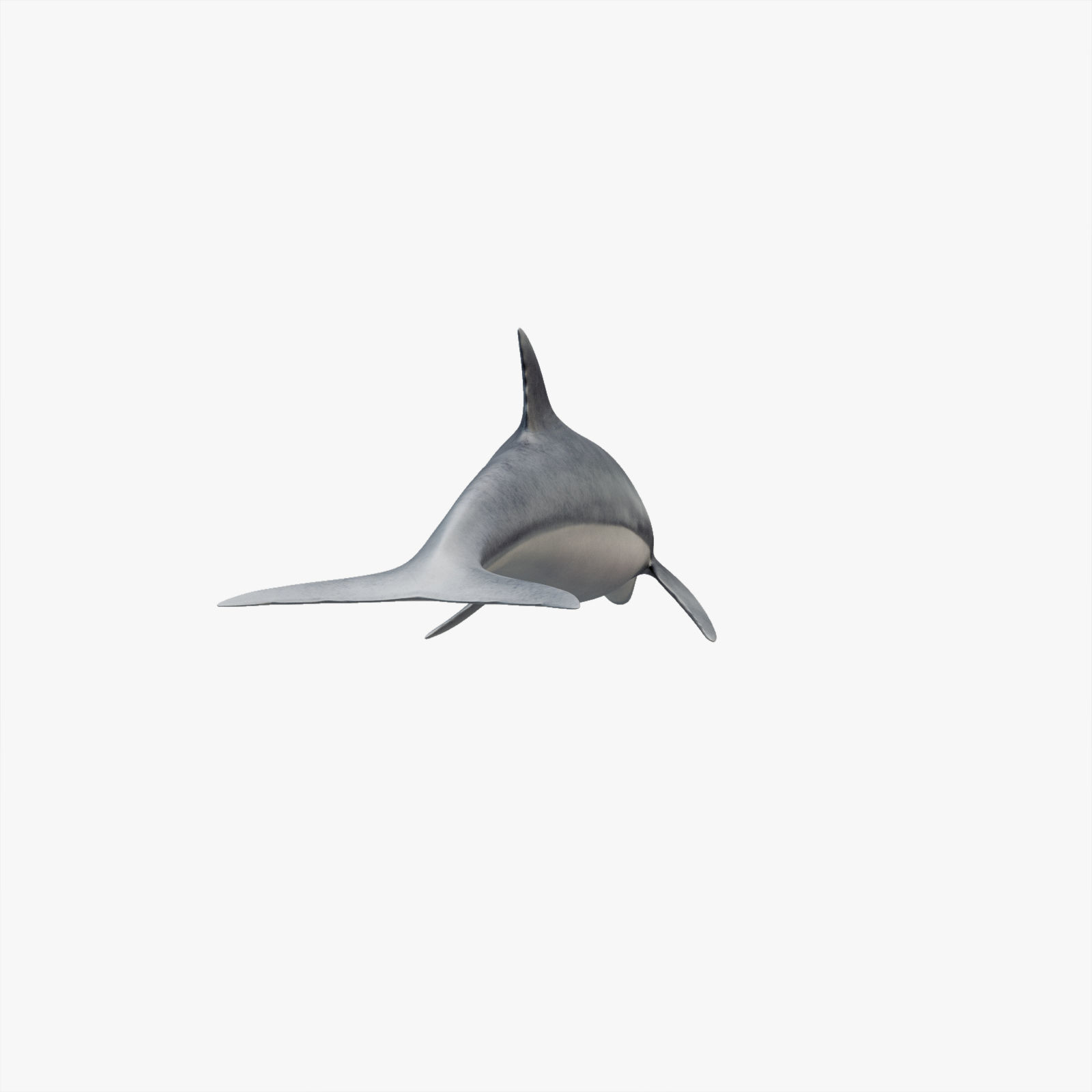 Set of Sea Animals Animated 8K Low-poly 3D model_25