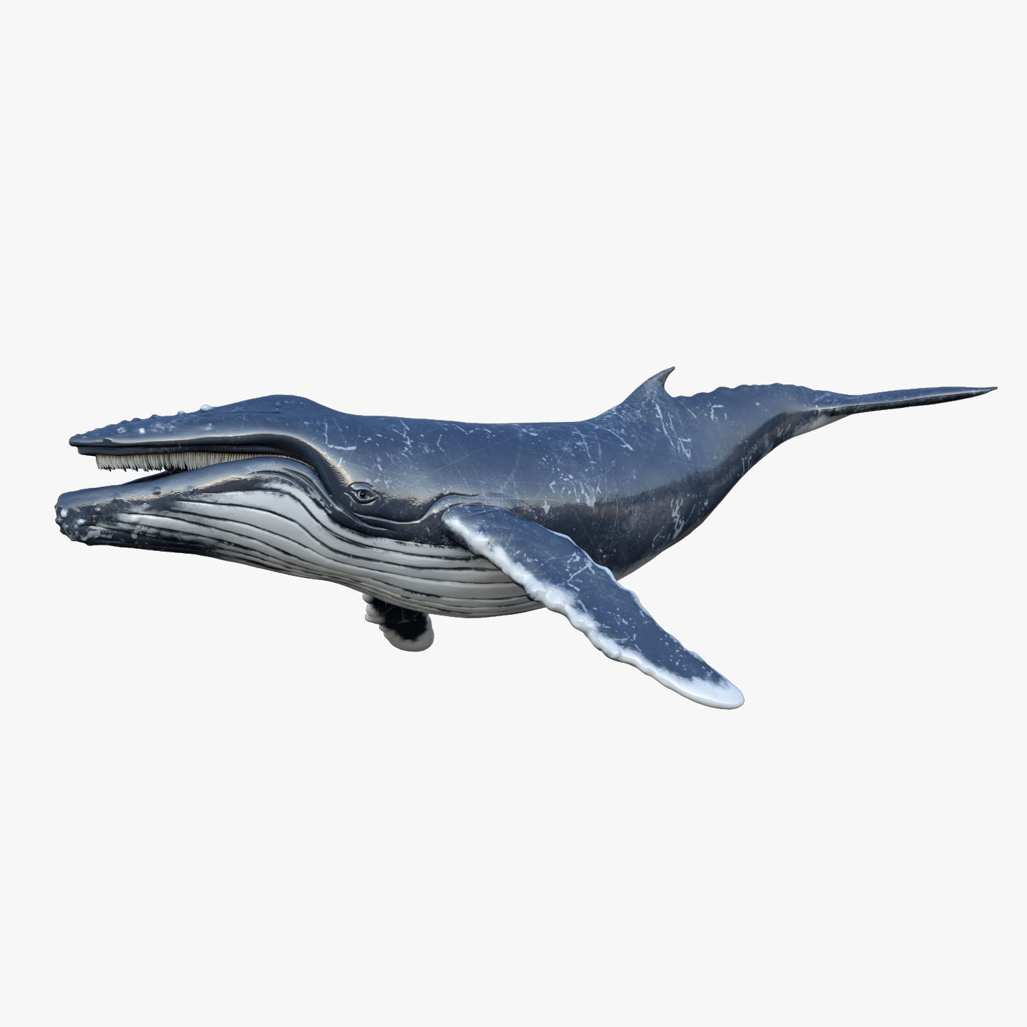 Set of Sea Animals Animated 8K Low-poly 3D model_36