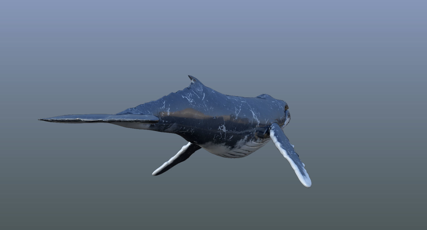 Set of Sea Animals Animated 8K Low-poly 3D model_40