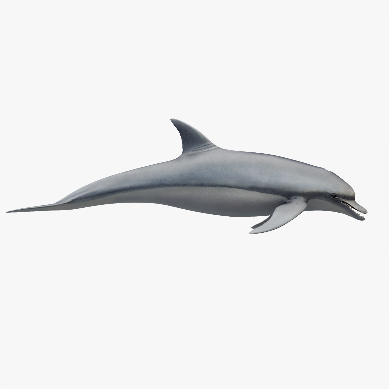 Set of Sea Animals Animated 8K Low-poly 3D model_23