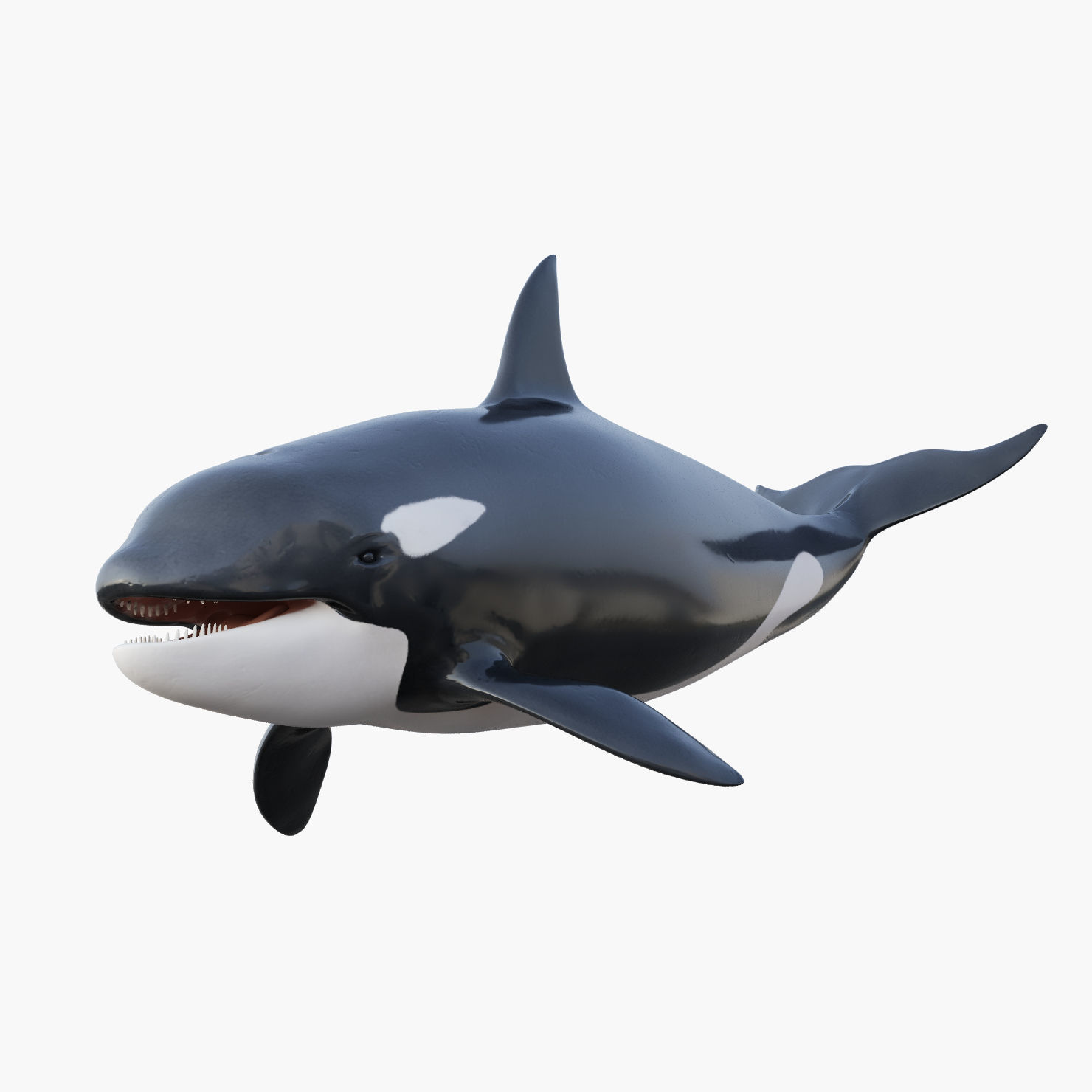 Set of Sea Animals Animated 8K Low-poly 3D model_14