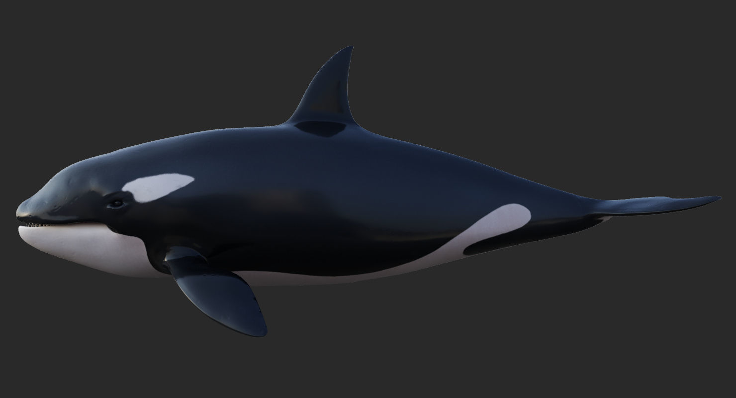 Set of Sea Animals Animated 8K Low-poly 3D model_58