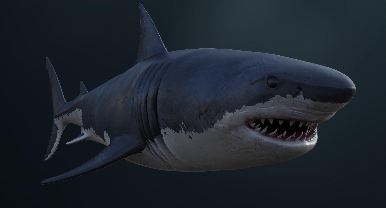 Set of Sea Animals Animated 8K Low-poly 3D model_80