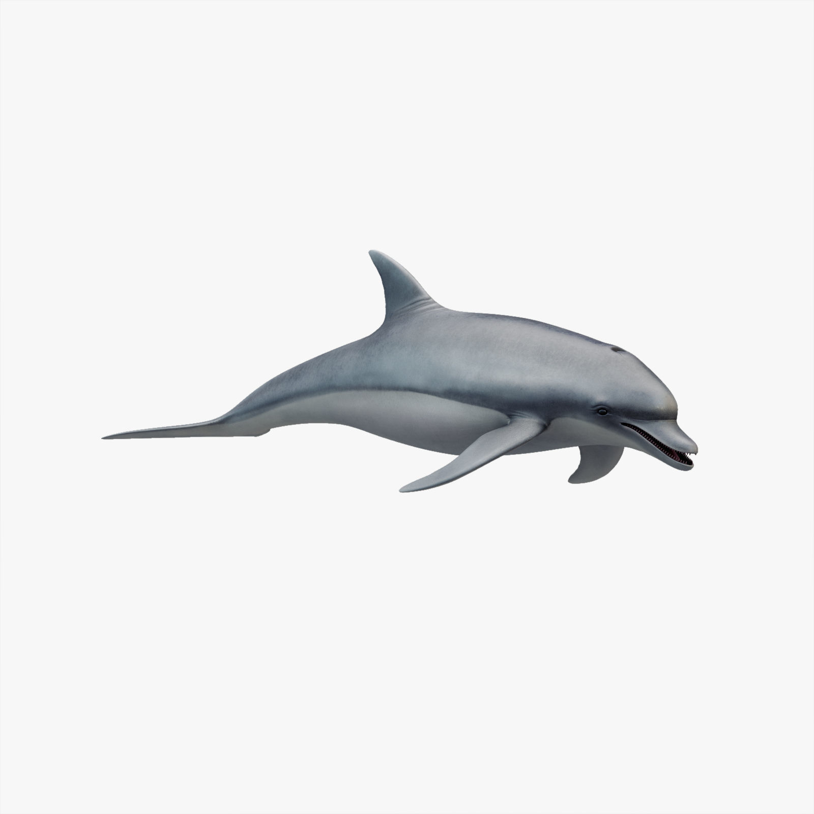 Set of Sea Animals Animated 8K Low-poly 3D model_22