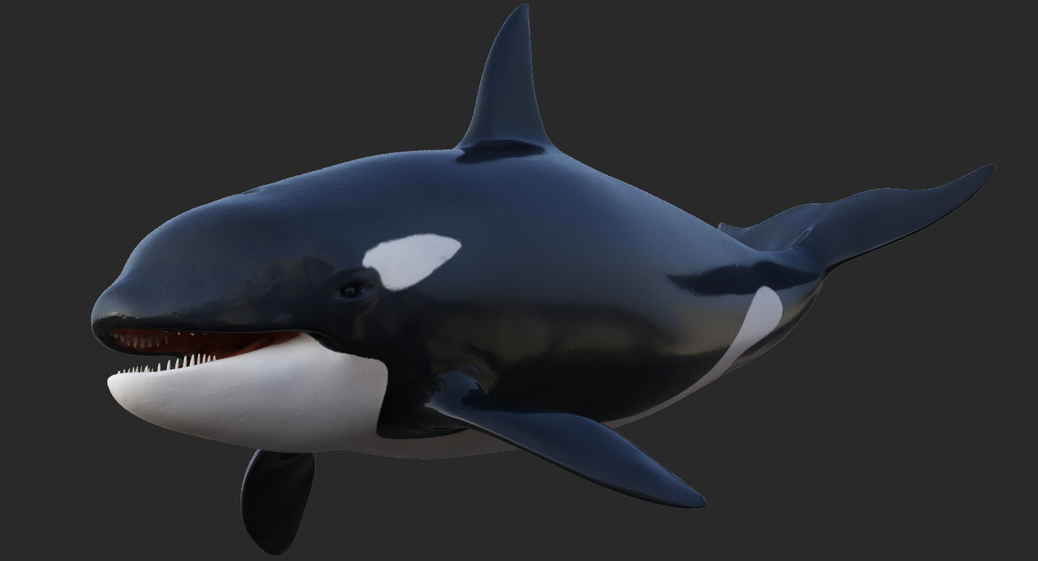 Set of Sea Animals Animated 8K Low-poly 3D model_55