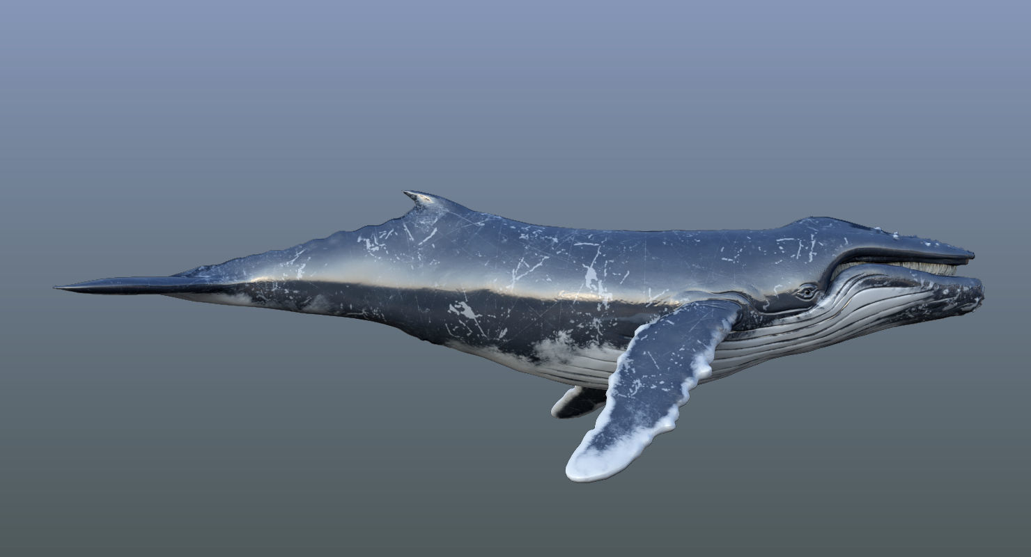 Set of Sea Animals Animated 8K Low-poly 3D model_44