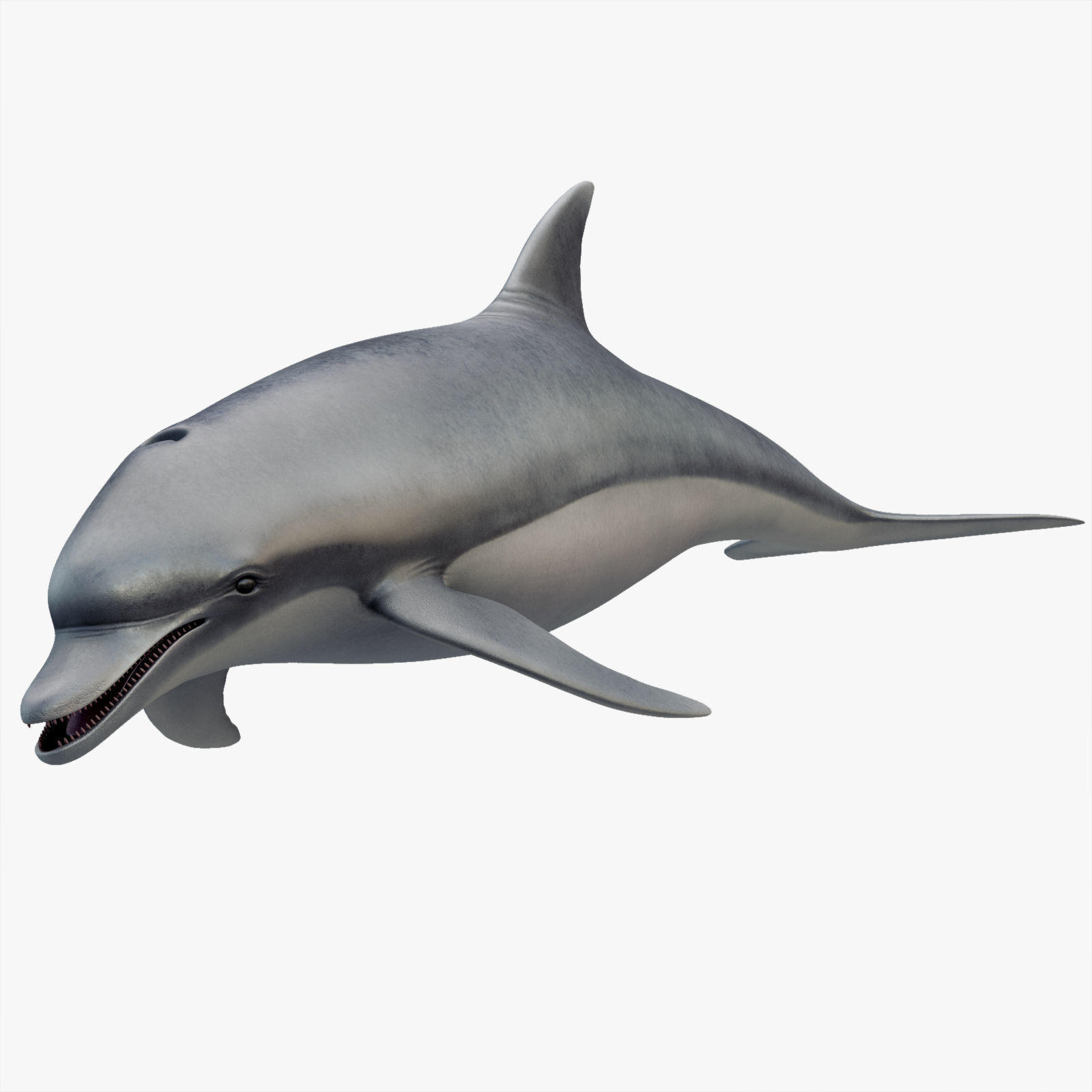 Set of Sea Animals Animated 8K Low-poly 3D model_27