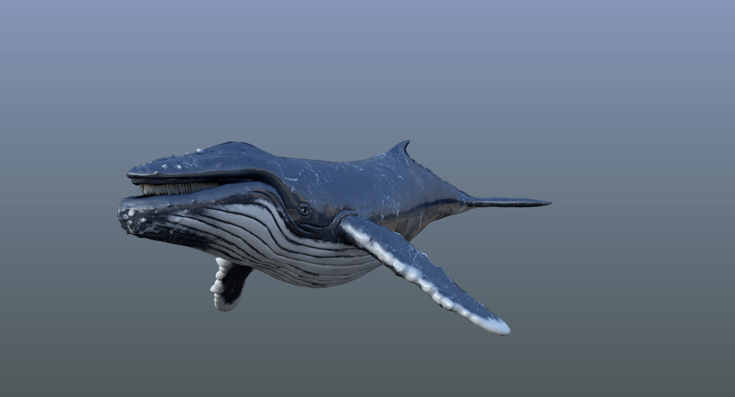 Set of Sea Animals Animated 8K Low-poly 3D model_41