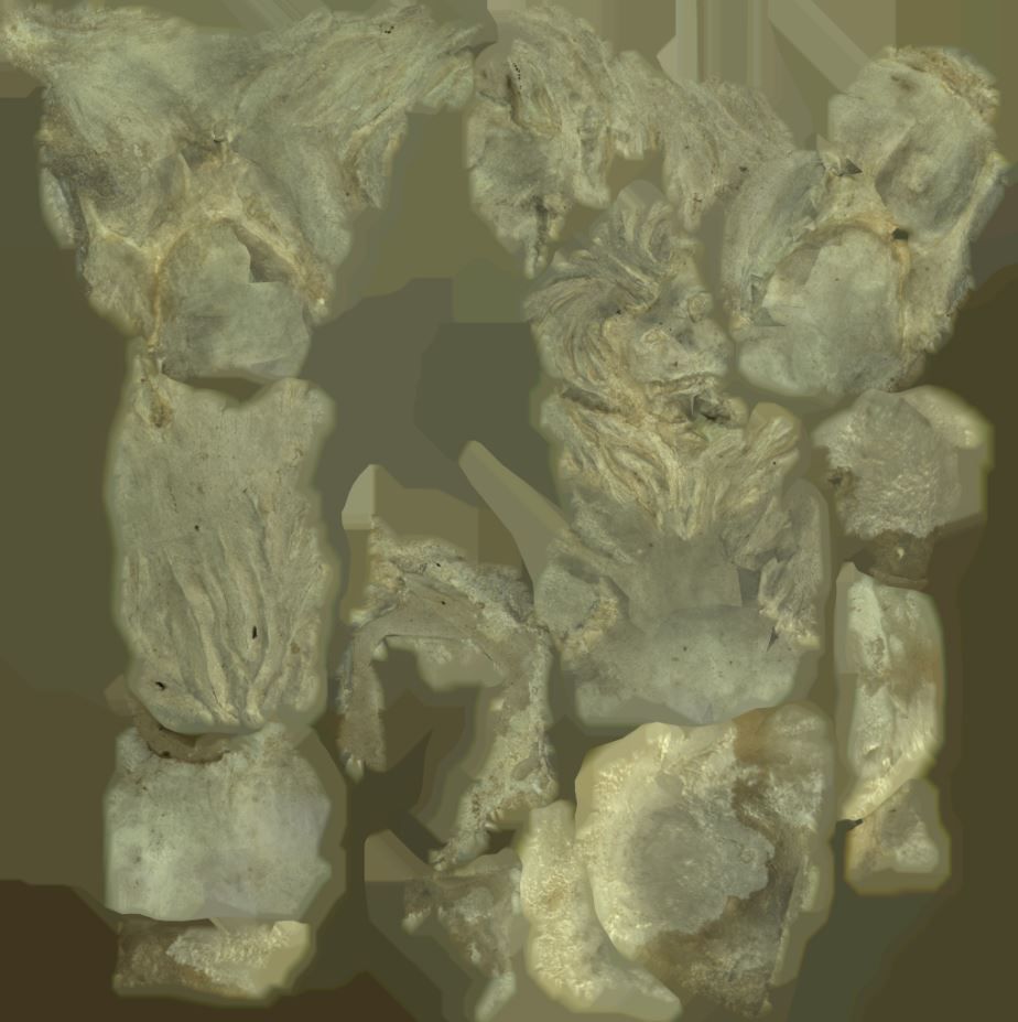 Stone lion with ball 3D model_7