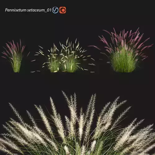 Pennisetum setaceum 01