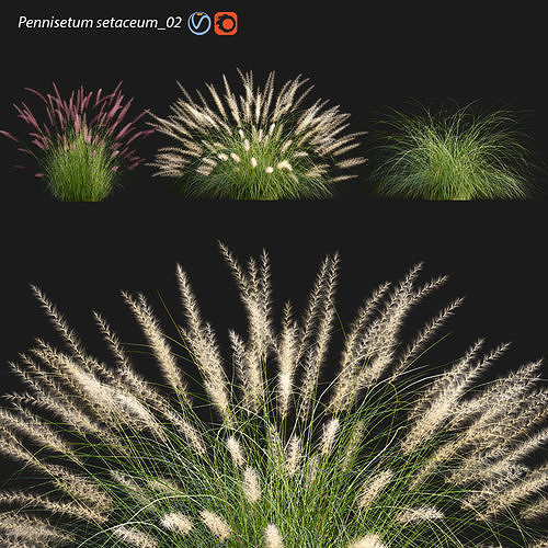 Pennisetum setaceum 02 3D model