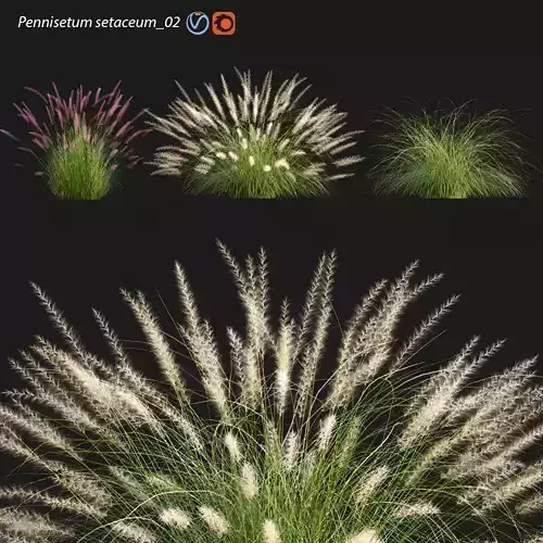 Pennisetum setaceum 02