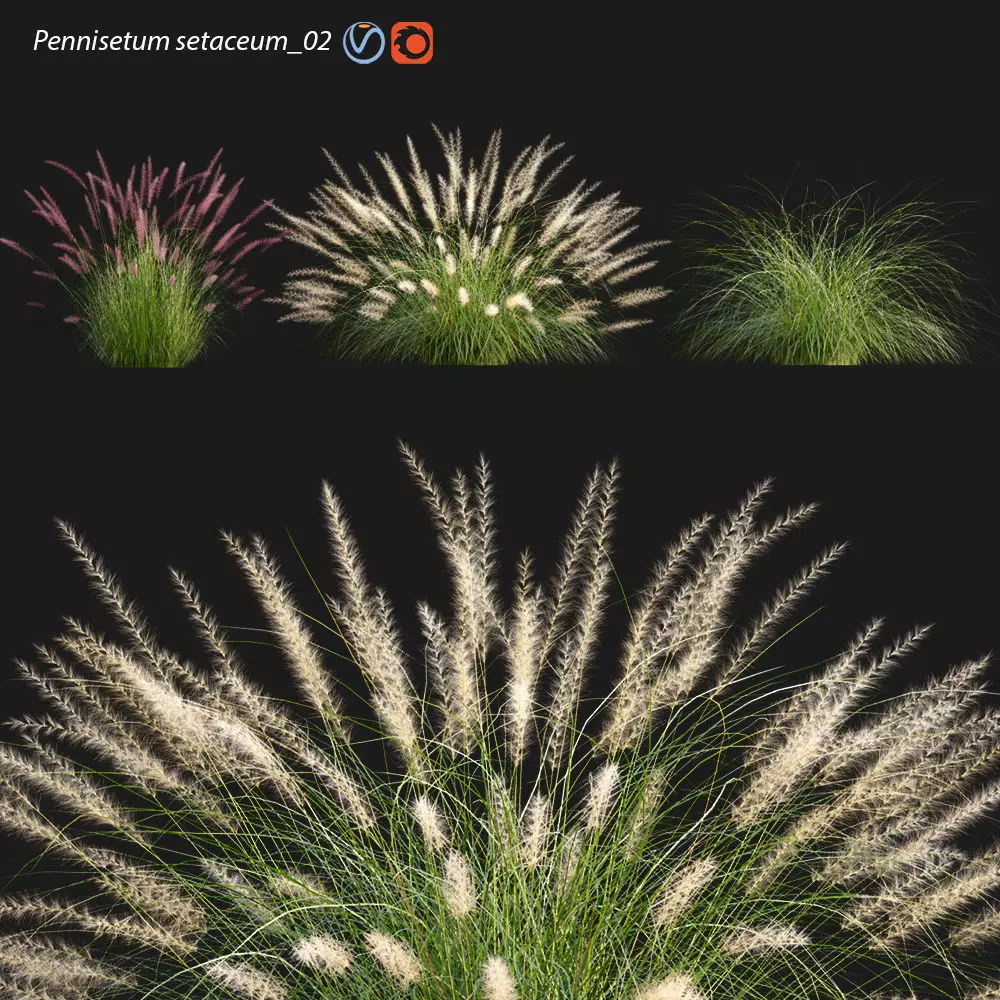 Pennisetum setaceum 02 3D model_0