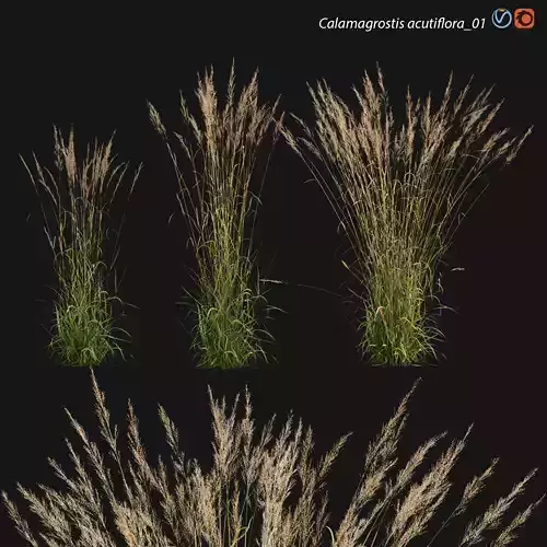 Calamagrostis acutiflora 01 3D model