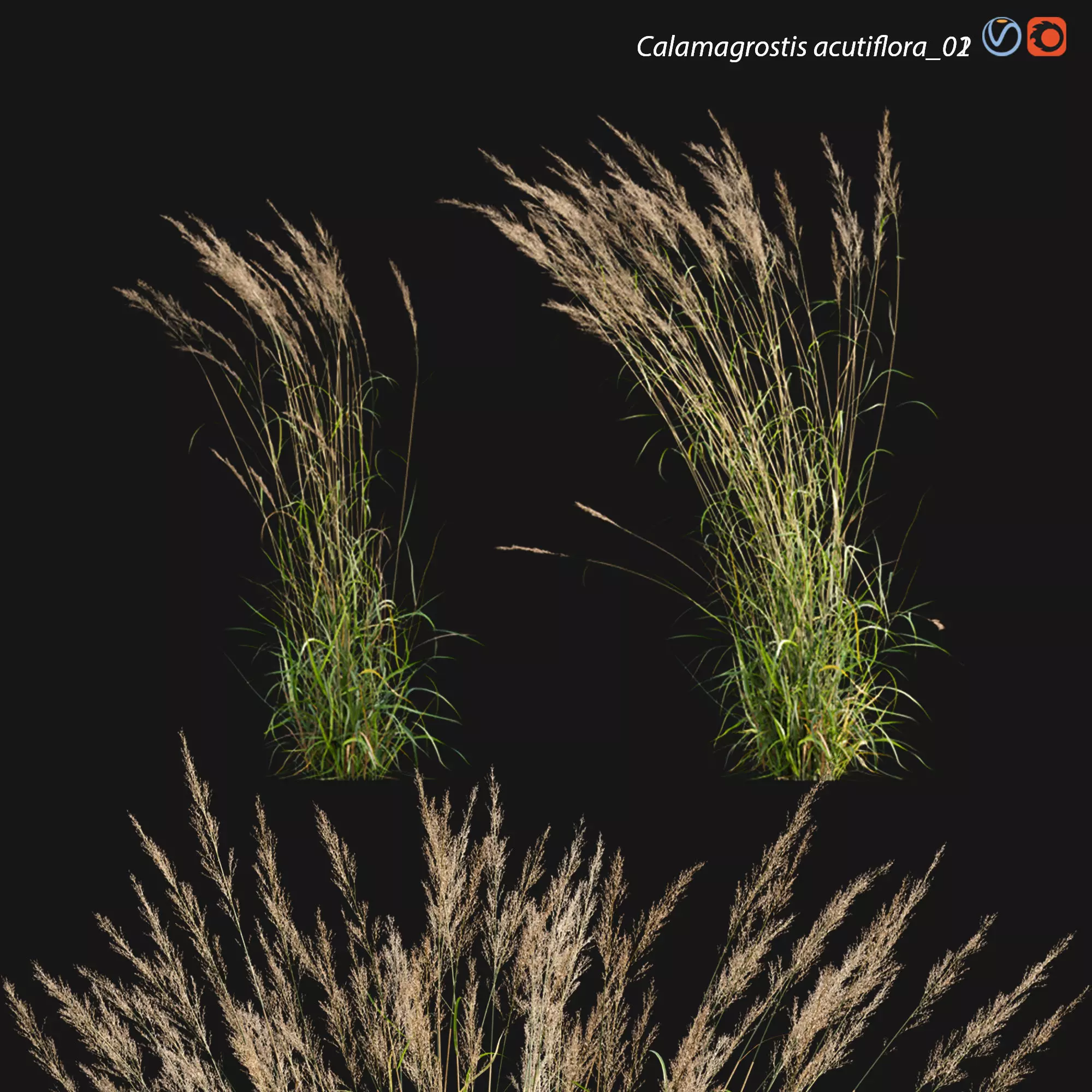 Calamagrostis acutiflora 02 3D model_0