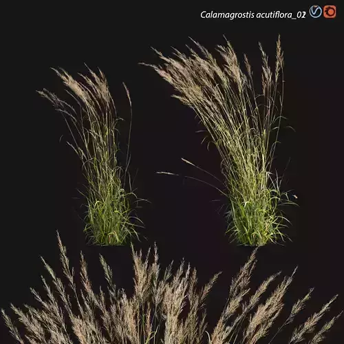 Calamagrostis acutiflora 02 3D model