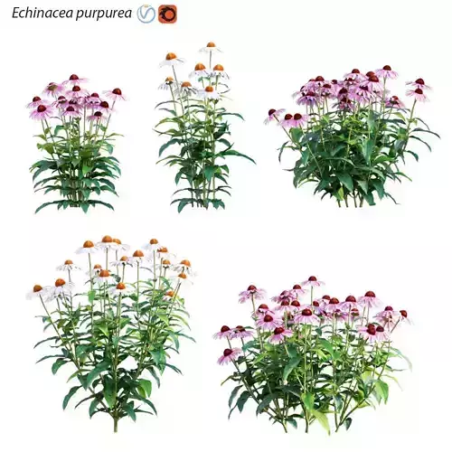 Echinacea purpurea - Coneflower