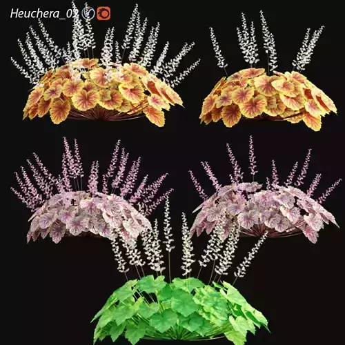 Heuchera - Coral Bells 02