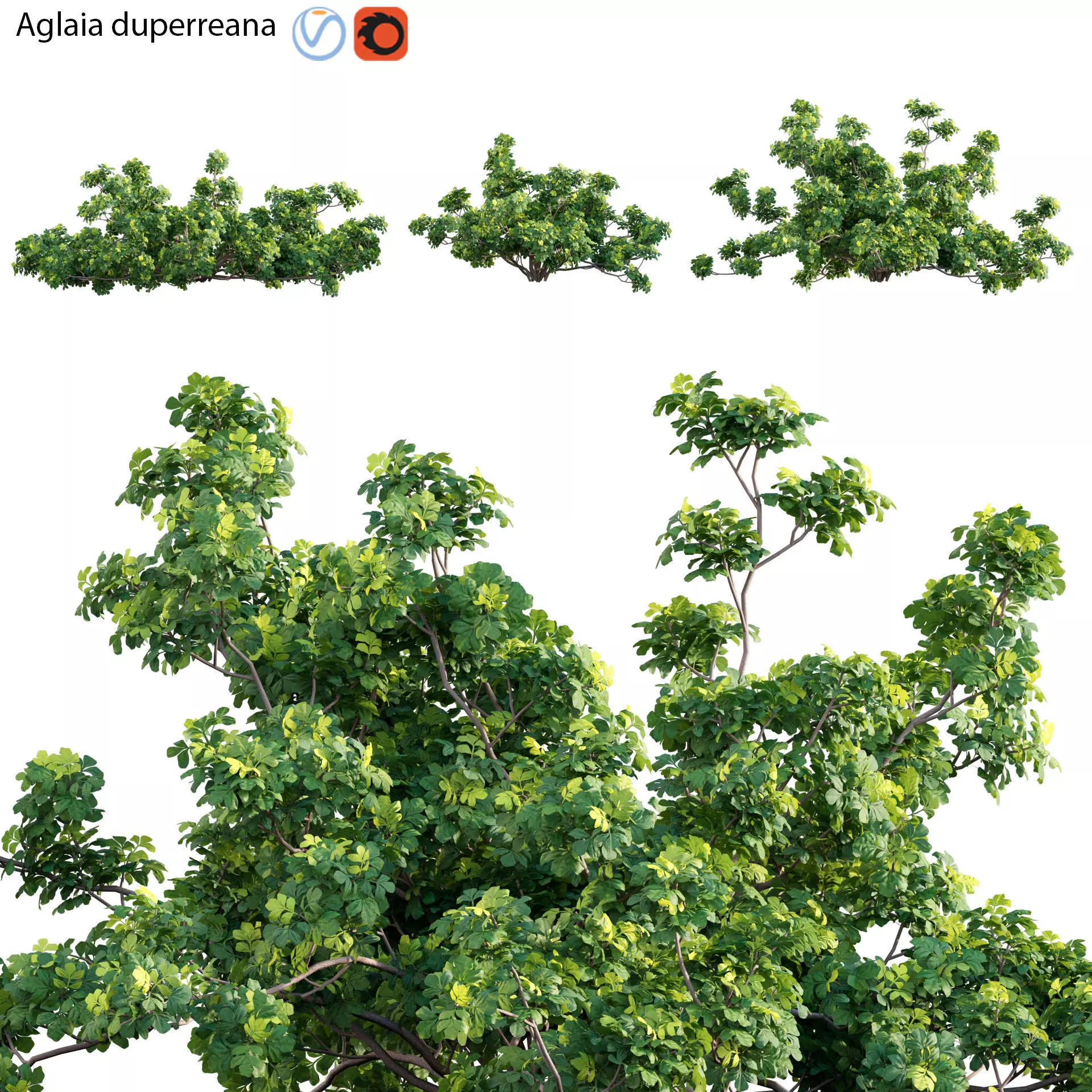 Aglaia duperreana 01 3D model