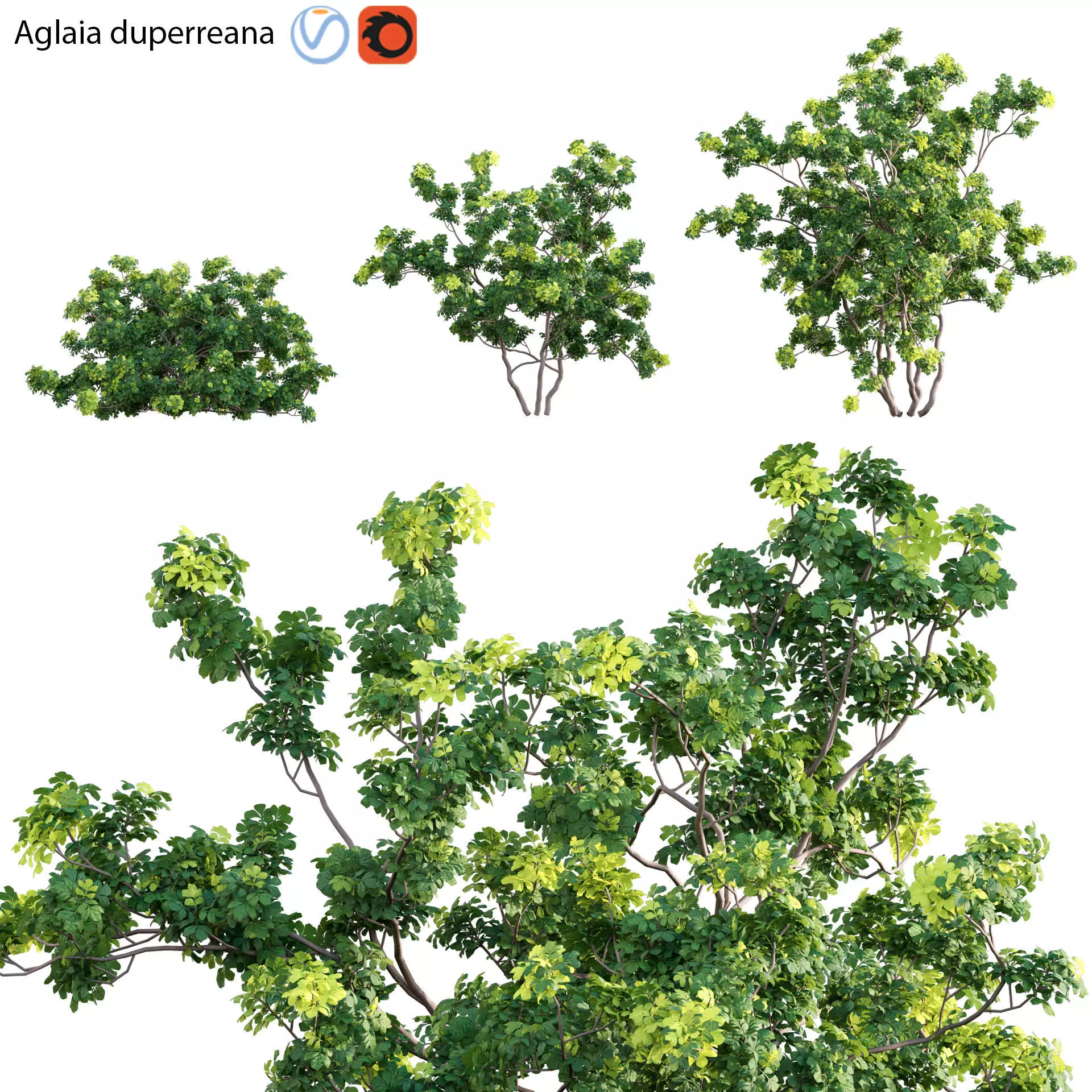 Aglaia duperreana 02 3D model