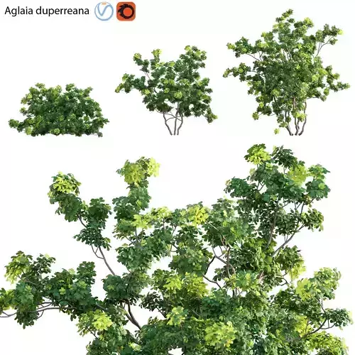 Aglaia duperreana 02