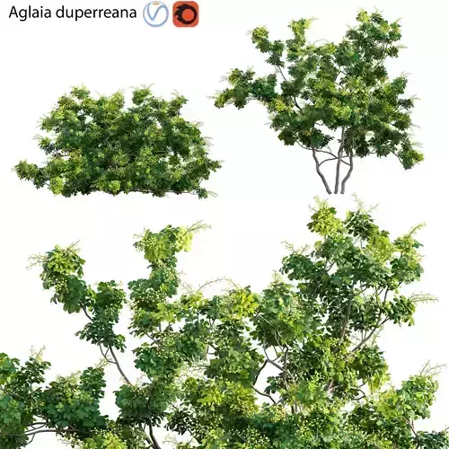 Aglaia duperreana 03