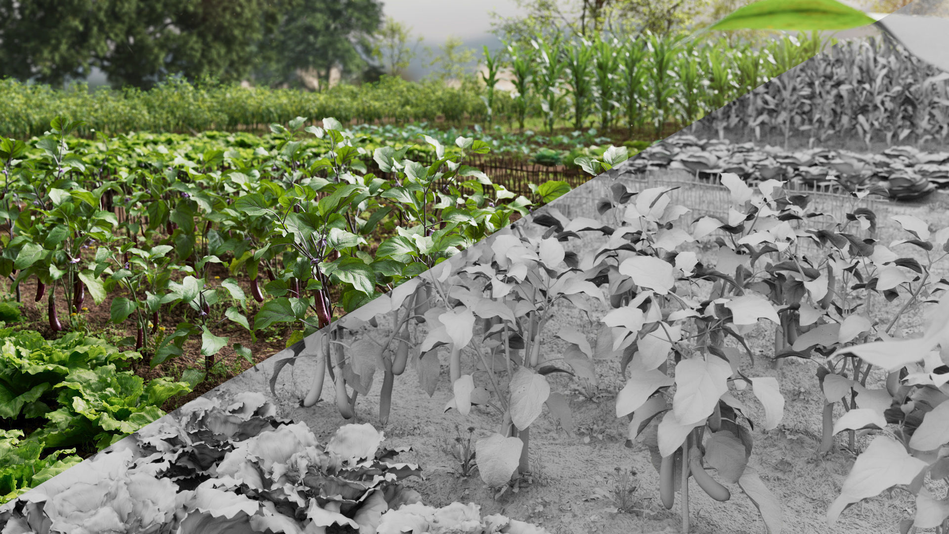 Eggplant Collection vol01 Low-poly 3D model_2