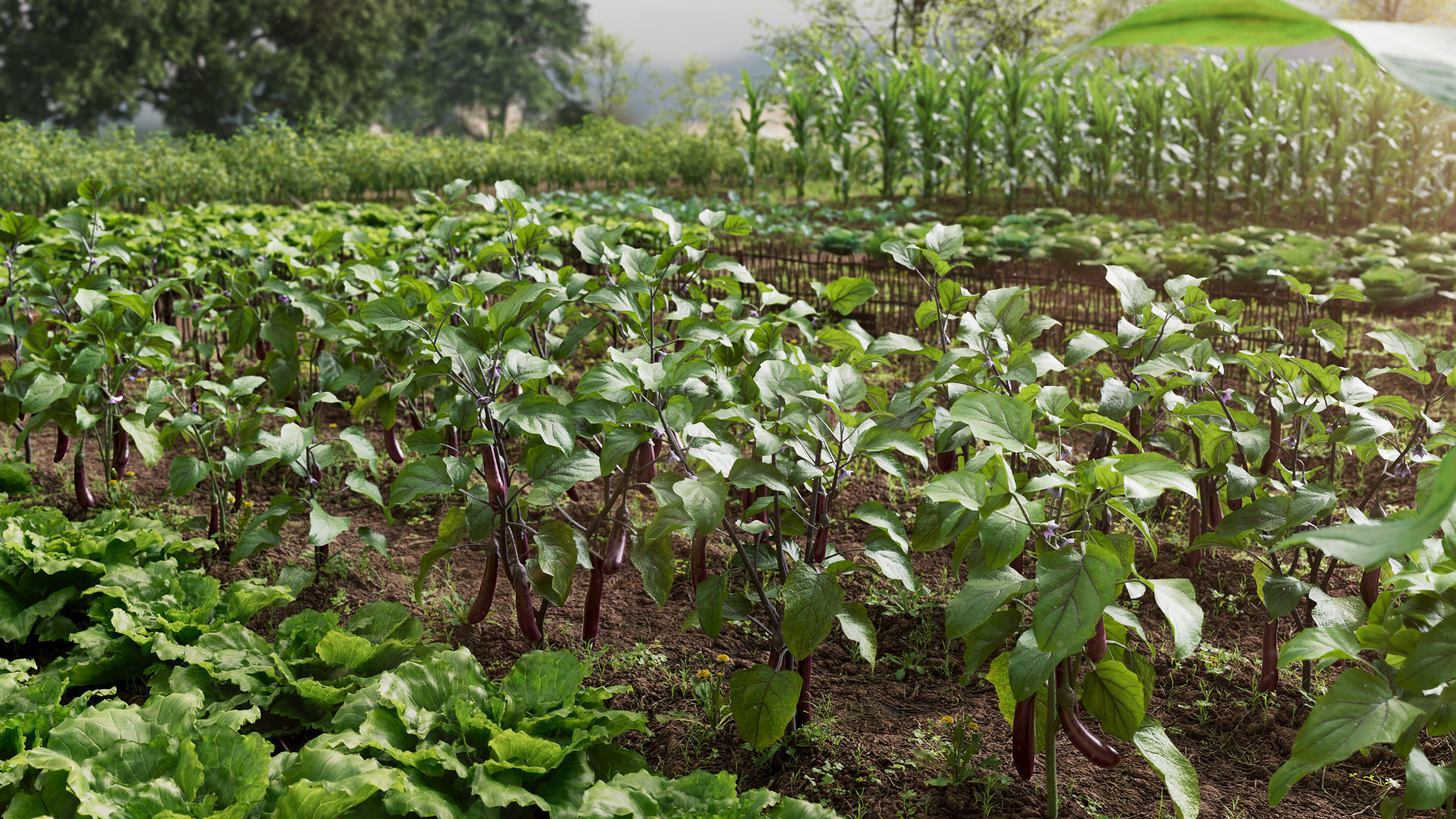 Eggplant Collection vol01 Low-poly 3D model_1